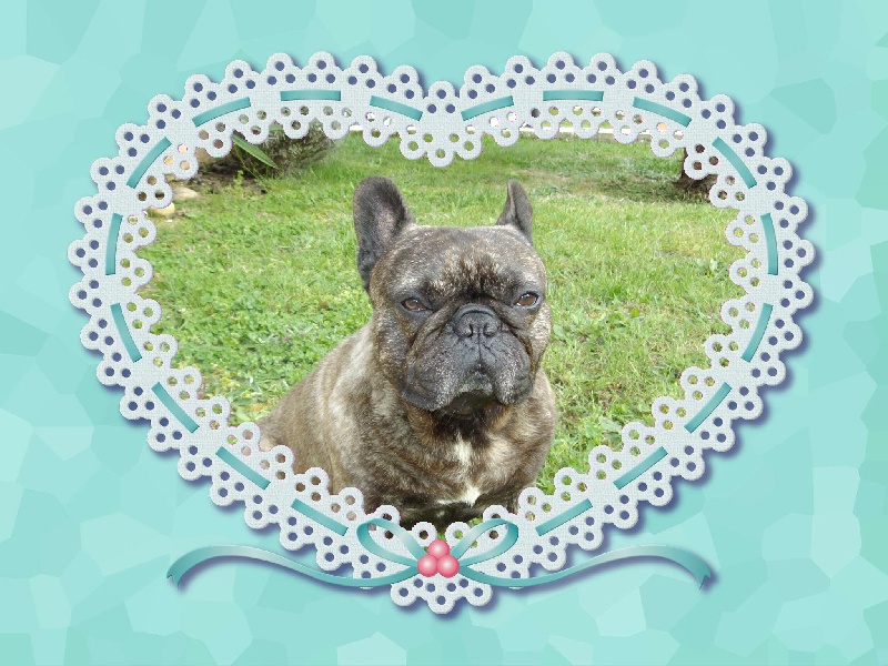 Publication : Du clos des hesperides Auteur : Martine P.