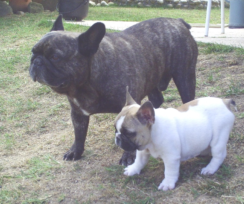 Publication : Du clos des hesperides Auteur : Martine P.