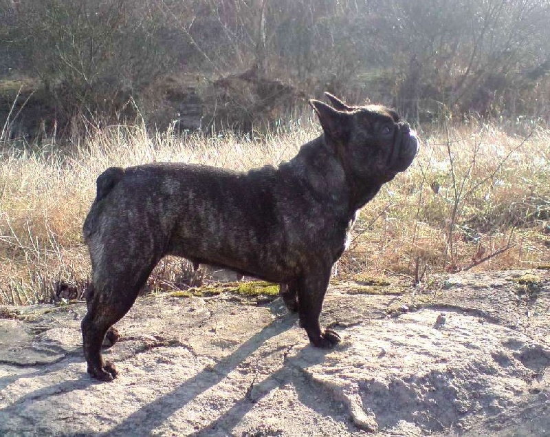 Publication : Du clos des hesperides Auteur : Martine PITON