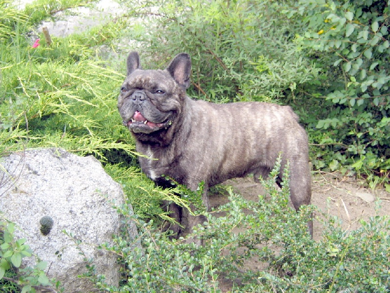 Publication : Du clos des hesperides Auteur : Martine P.