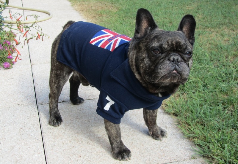 Publication : Du clos des hesperides Auteur : Martine P.