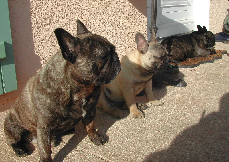 Publication : Du clos des hesperides Auteur : Martine PITON