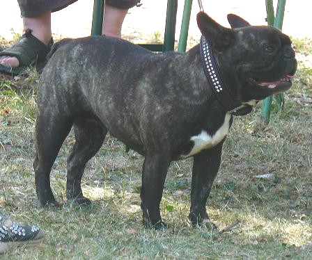 Publication : Du clos des hesperides Auteur : Martine PITON