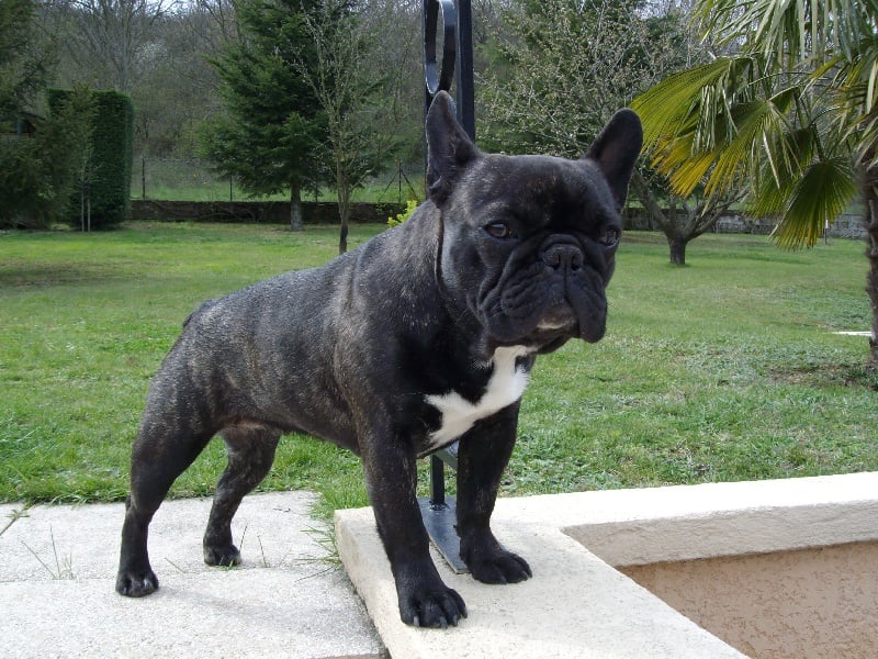 Publication : Du clos des hesperides Auteur : Martine PITON