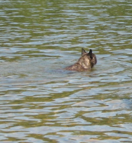 Publication : Du clos des hesperides Auteur : Martine P.