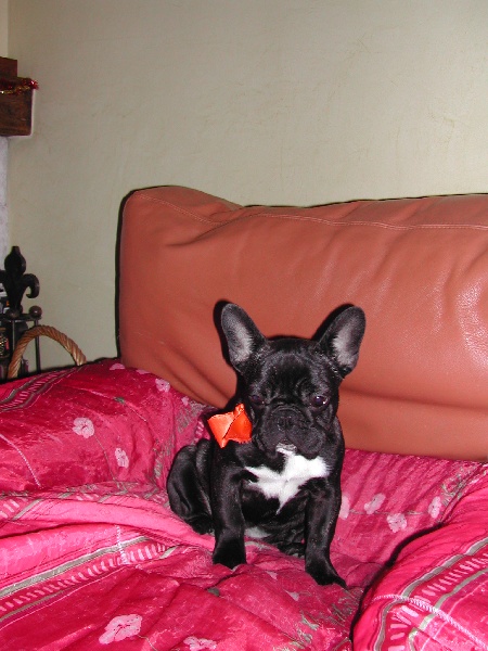 Publication : Du clos des hesperides Auteur : Martine PITON