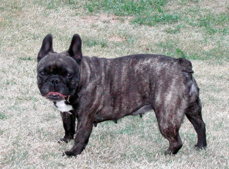 Publication : Du clos des hesperides Auteur : Martine PITON