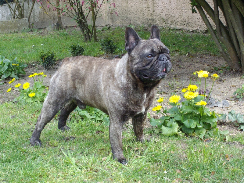 Publication : Du clos des hesperides Auteur : Martine P.