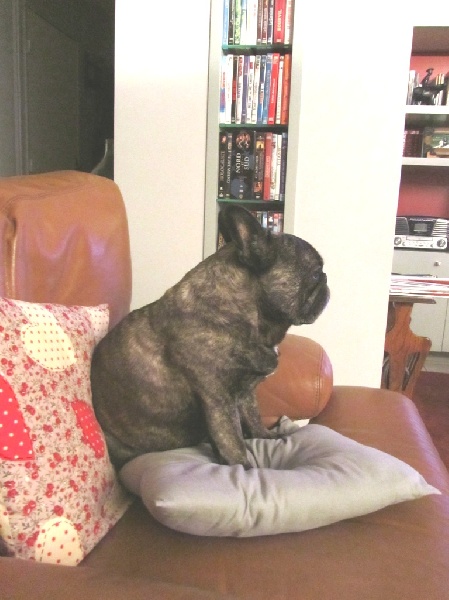 Publication : Du clos des hesperides Auteur : Martine P.