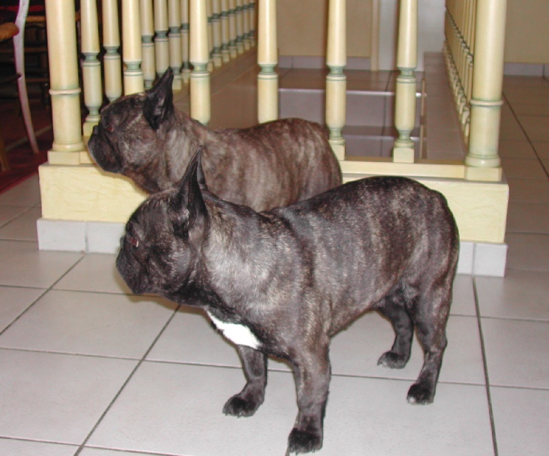 Publication : Du clos des hesperides Auteur : Martine P.