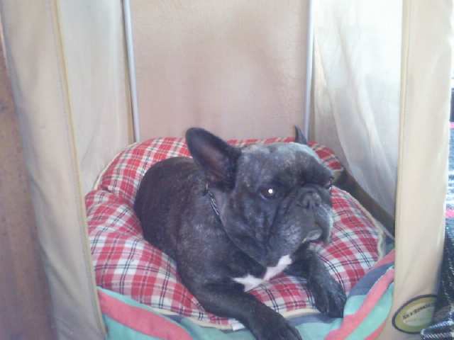 Publication : Du clos des hesperides Auteur : Martine PITON