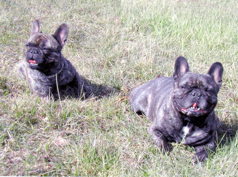 Publication : Du clos des hesperides Auteur : Martine P.