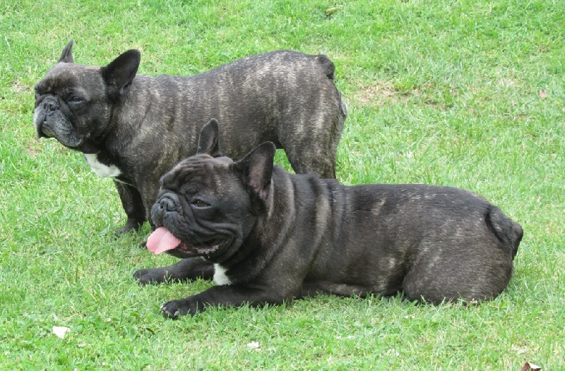 Publication : Du clos des hesperides Auteur : Martine PITON