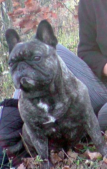 Publication : Du clos des hesperides Auteur : Martine P.