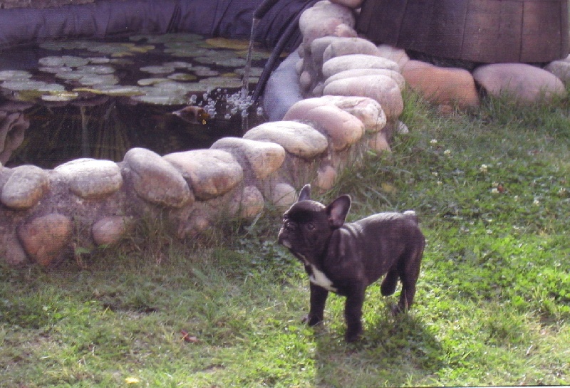 Publication : Du clos des hesperides Auteur : Martine PITON