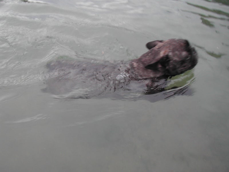 Publication : Du clos des hesperides Auteur : Martine PITON