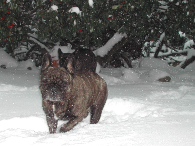 Publication : Du clos des hesperides Auteur : Martine P.