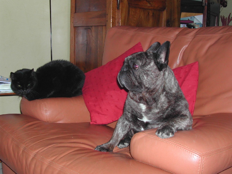 Publication : Du clos des hesperides Auteur : Martine P.