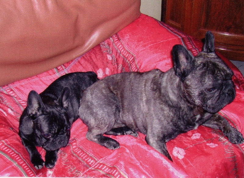 Publication : Du clos des hesperides Auteur : Martine PITON