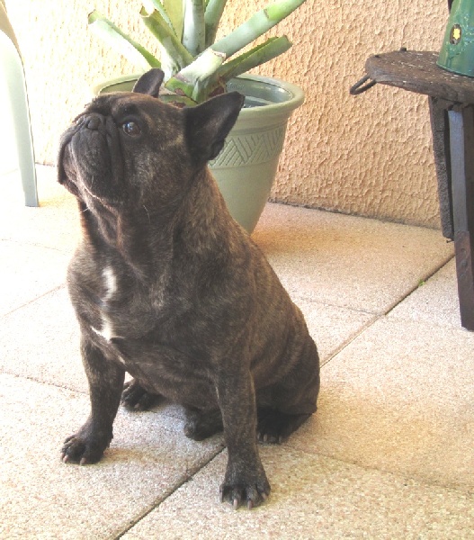 Publication : Du clos des hesperides Auteur : Martine P.