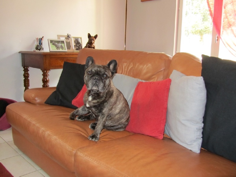 Publication : Du clos des hesperides Auteur : Martine P.