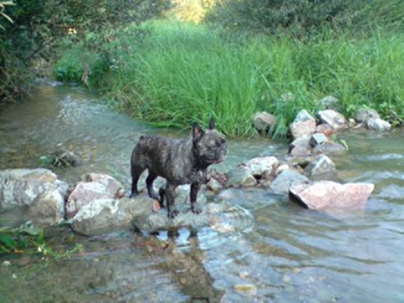 Publication : Du clos des hesperides Auteur : Martine P.