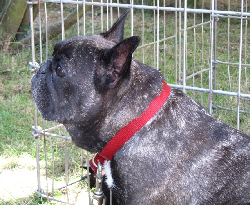 Publication : Du clos des hesperides Auteur : Martine PITON