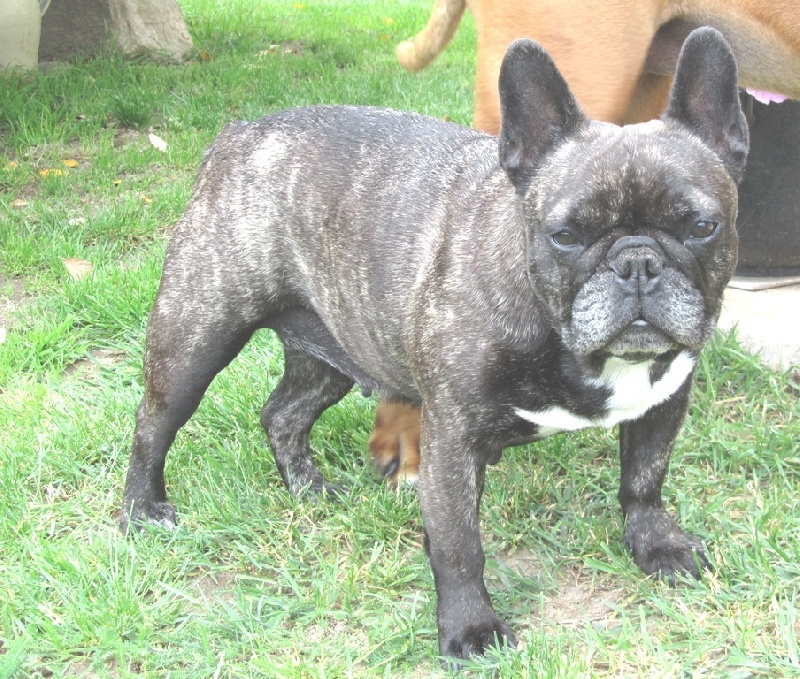 Publication : Du clos des hesperides Auteur : Martine PITON