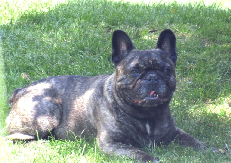 Publication : Du clos des hesperides Auteur : Martine P.