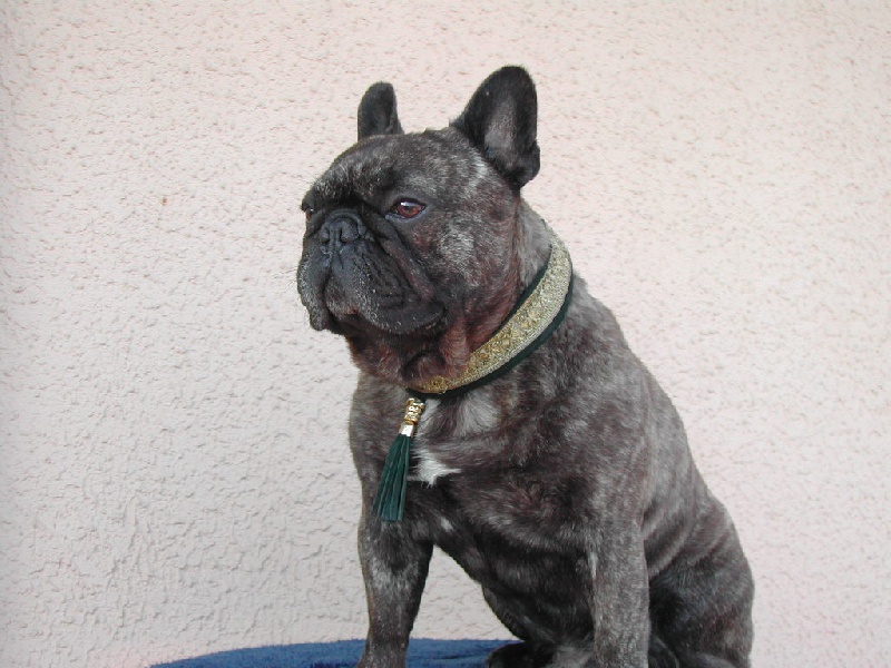 Publication : Du clos des hesperides Auteur : Martine P.