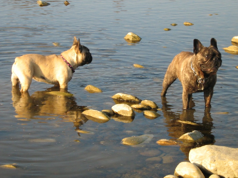 Publication : Du clos des hesperides Auteur : Martine P.