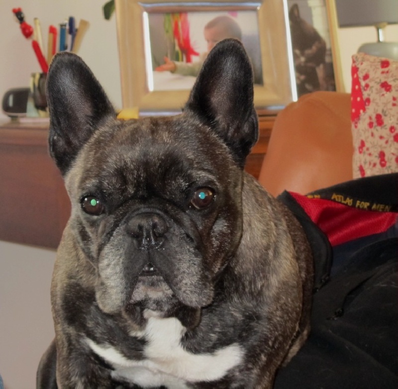 Publication : Du clos des hesperides Auteur : Martine PITON