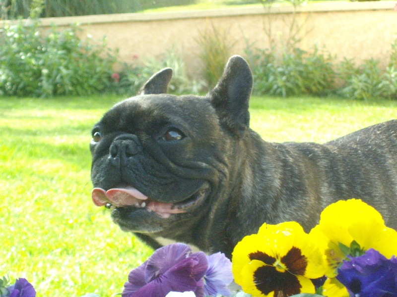 Publication : Du clos des hesperides Auteur : Martine PITON