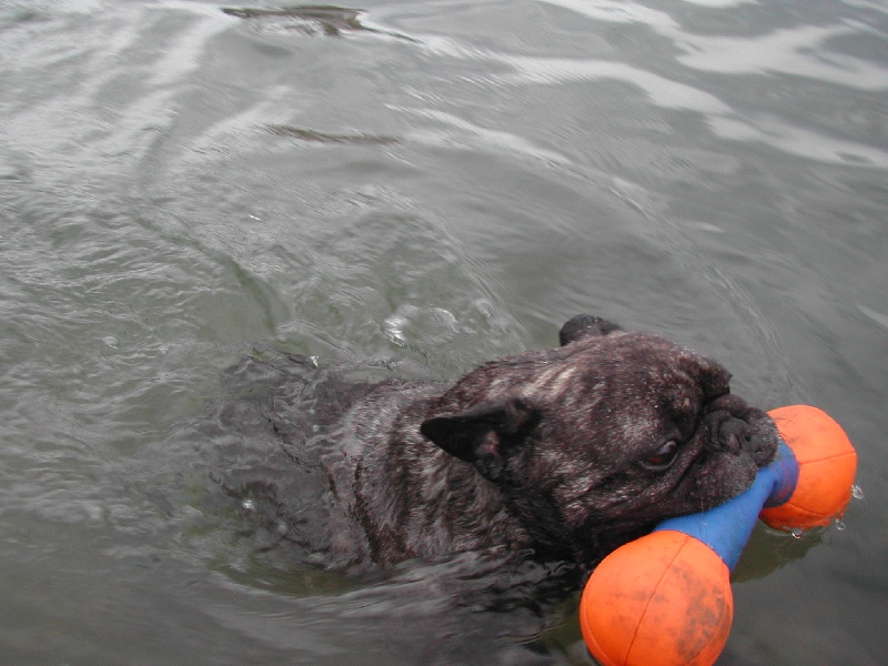 Publication : Du clos des hesperides Auteur : Martine P.