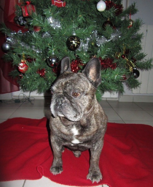 Publication : Du clos des hesperides Auteur : Martine P.