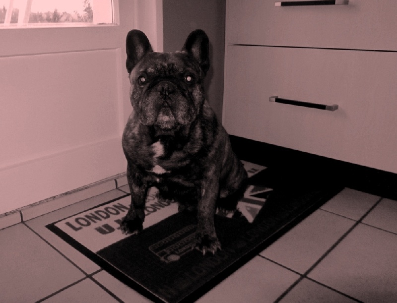 Publication : Du clos des hesperides Auteur : Martine P.