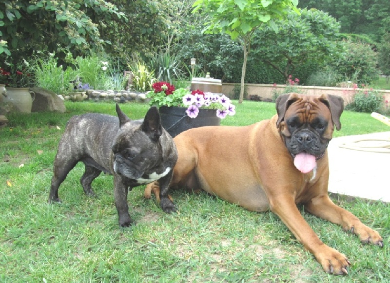 Publication : Du clos des hesperides Auteur : Martine PITON