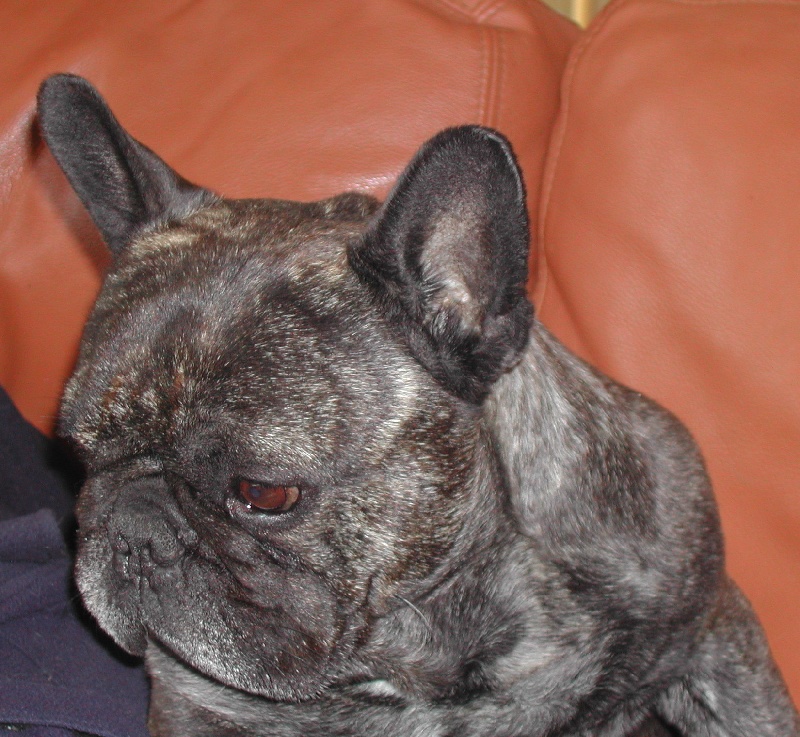 Publication : Du clos des hesperides Auteur : Martine P.