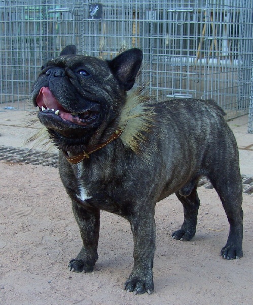 Publication : Du clos des hesperides Auteur : Martine P.