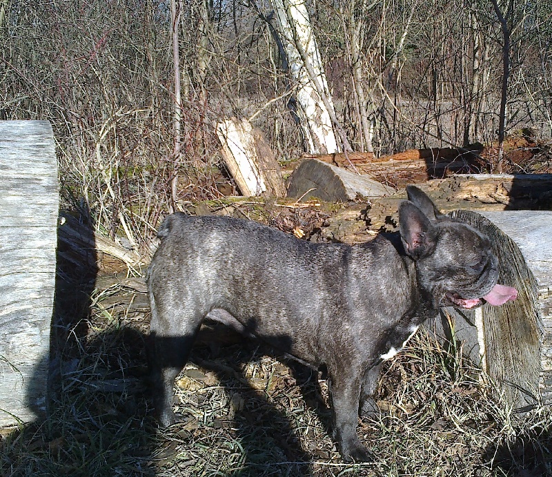 Publication : Du clos des hesperides Auteur : Martine PITON