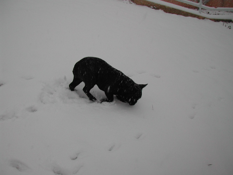 Publication : Du clos des hesperides Auteur : Martine PITON