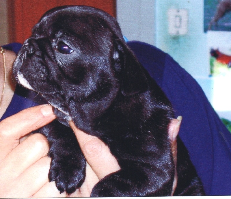 Publication : Du clos des hesperides Auteur : Martine PITON