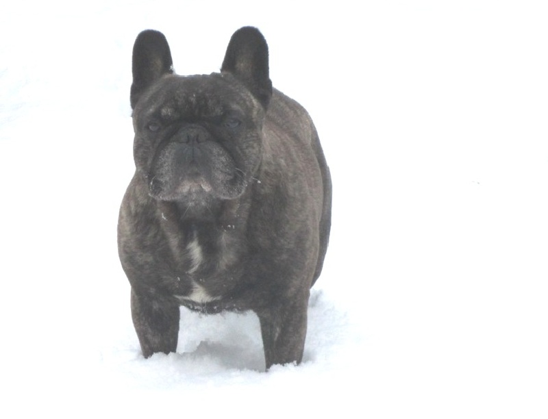 Publication : Du clos des hesperides Auteur : Martine P.