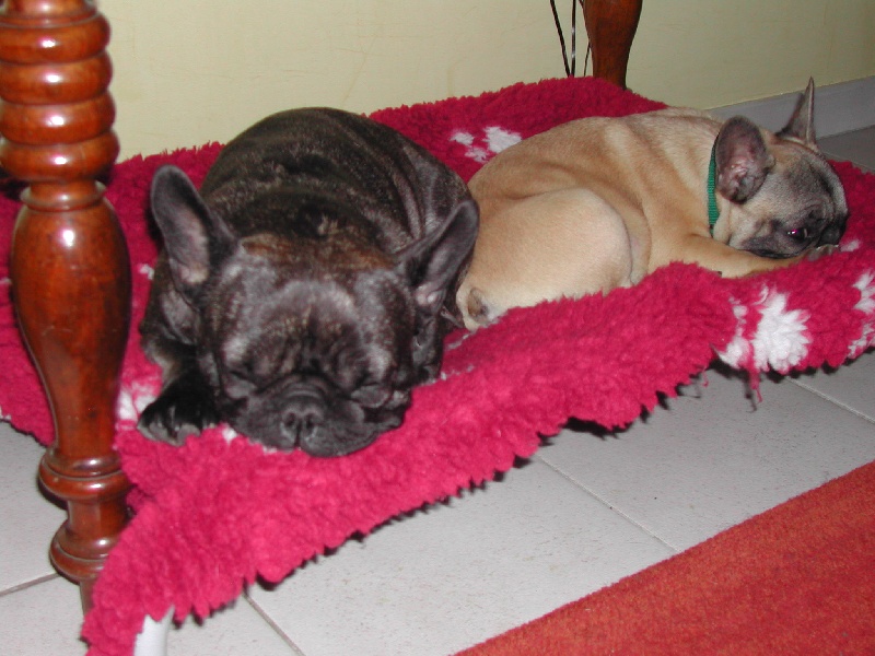 Publication : Du clos des hesperides Auteur : Martine PITON