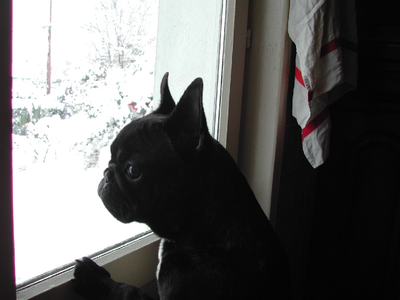 Publication : Du clos des hesperides Auteur : Martine PITON