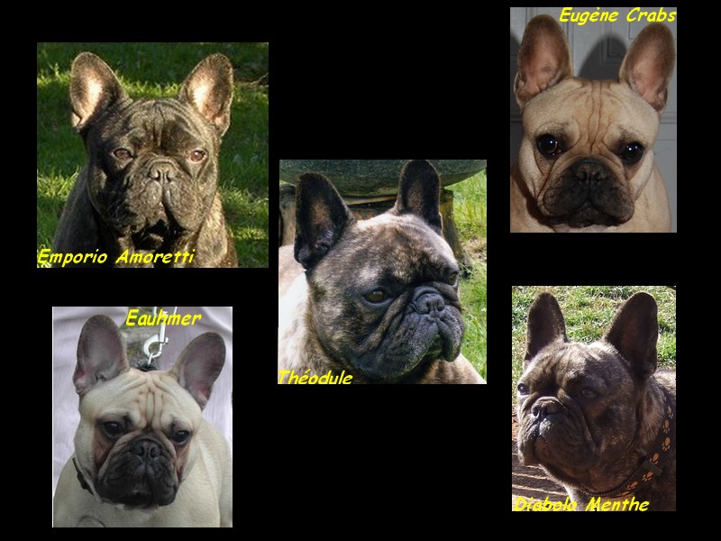 Publication : Du clos des hesperides Auteur : Martine P.