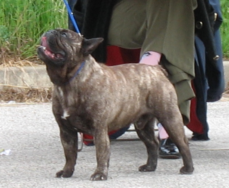 Theodule de la font de Nimes - 2ème Excellent - Classe Ouverte
