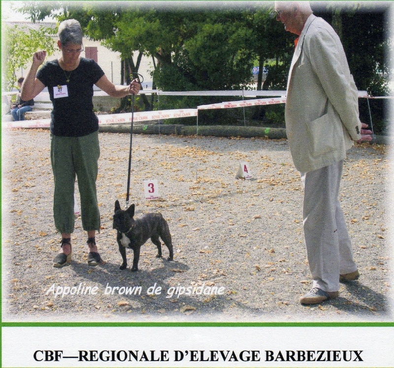 Appoline brown De gipsidane - Excellent - Classe Ouverte