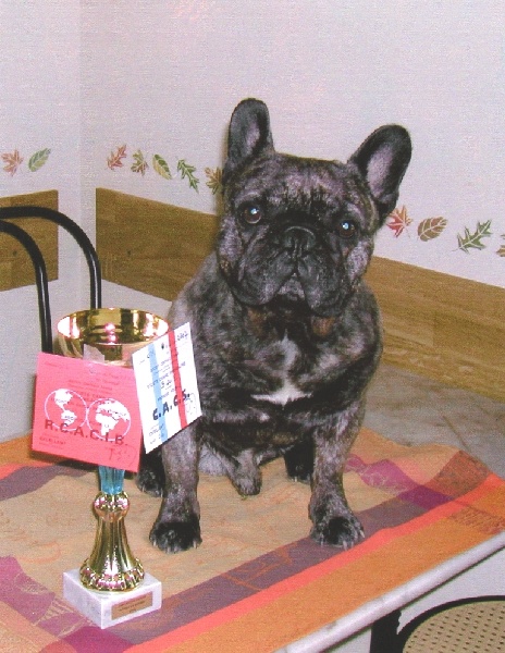 Theodule de la font de Nimes - 1er Excellent CACS/RCACIB - Classe Ouverte