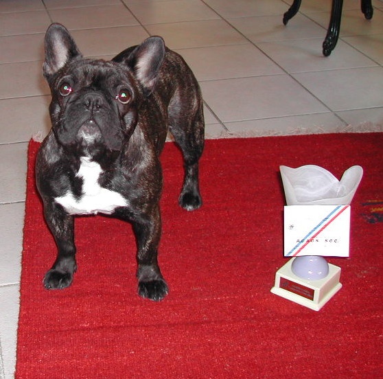 Appoline brown De gipsidane - 1ère Excellent RCACS -Classe Intermédiaire